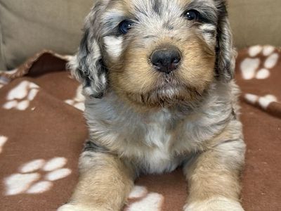 Bernedoodle puppies