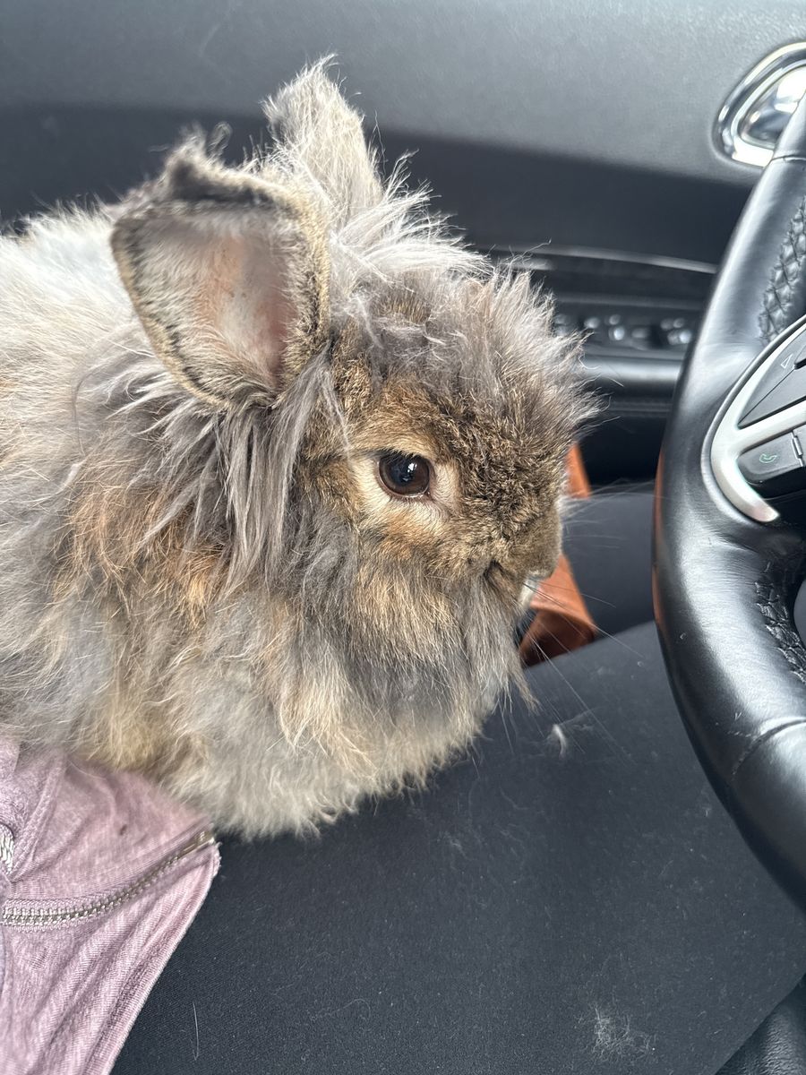 Free range bunny - FREE :)