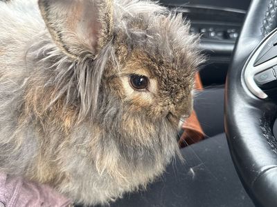 Free range bunny - FREE :)