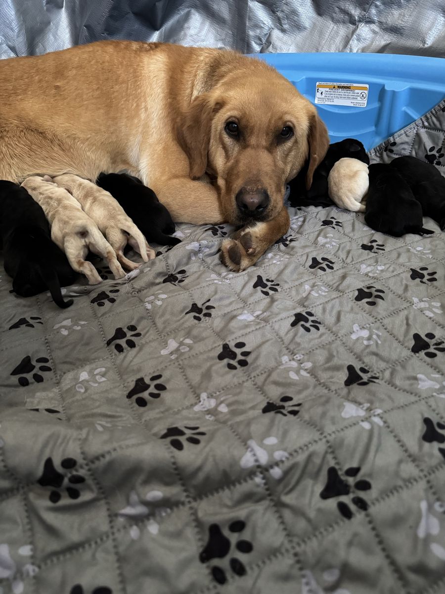 8 Male Labs 1 Female