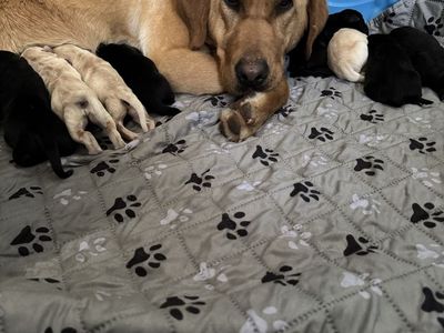 8 Male Labs 1 Female