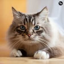 Domestic Cat for Rehoming