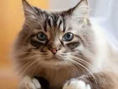 Domestic Cat for Rehoming