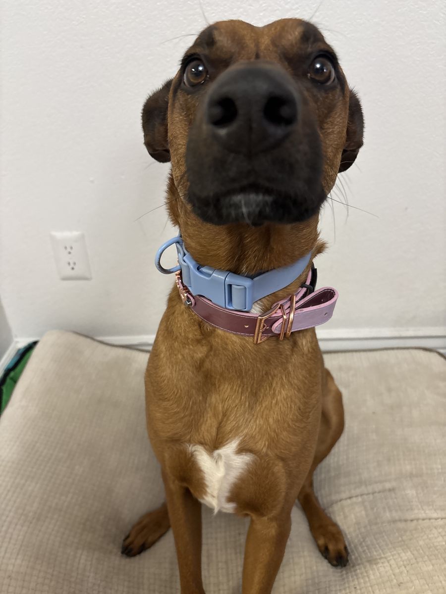 Light Blue Nylon Dog Collar-Large