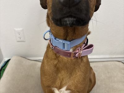 Light Blue Nylon Dog Collar-Large