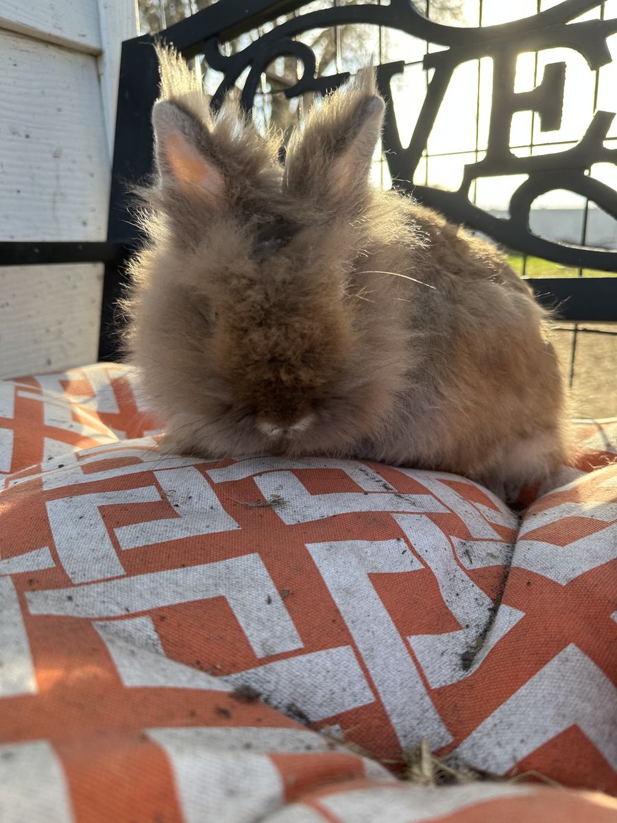 Small Lionhead Bunny