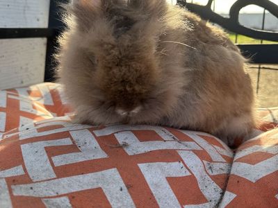 Small Lionhead Bunny