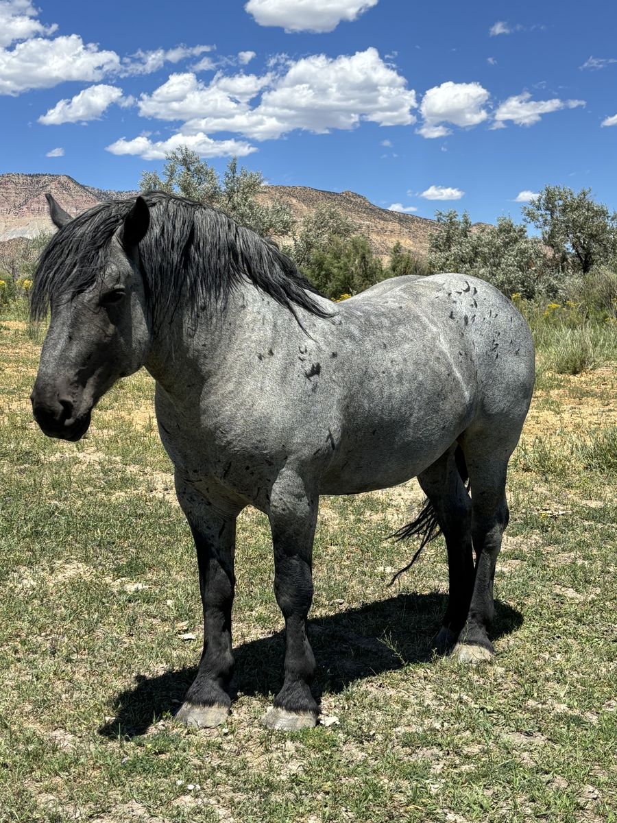 2021 Percheron Stud- grade
