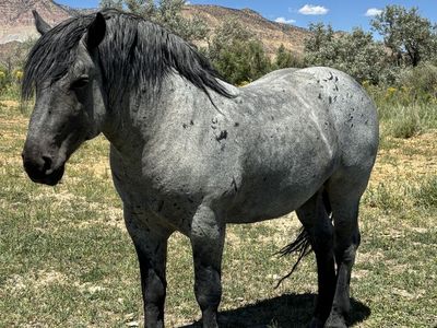 2021 Percheron Stud- grade