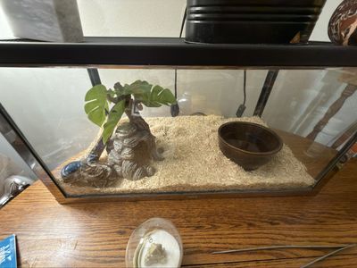 Male Ball Python for Sale - Healthy & Active. With entire setup.