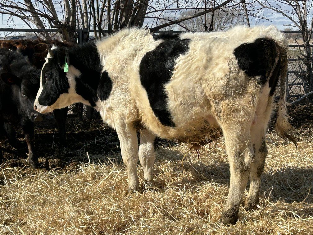 price reduced -2000 Holstein steer