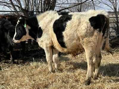 price reduced -2000 Holstein steer