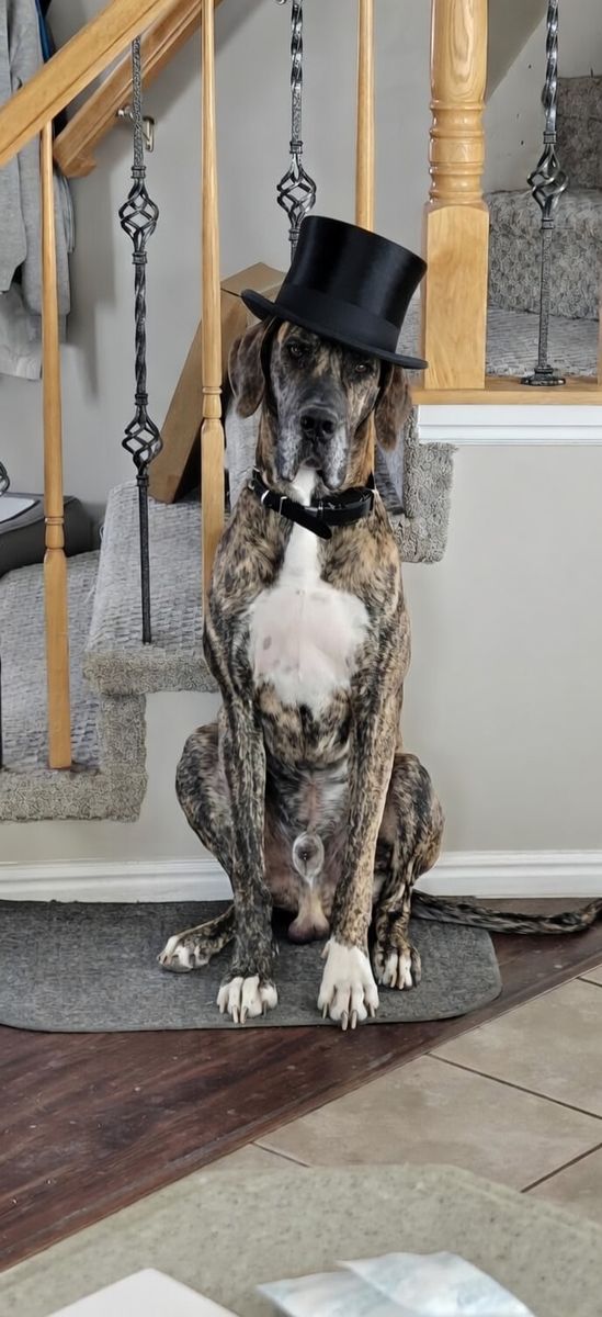 Great Dane Stud Service