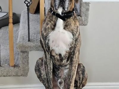 Great Dane Stud Service