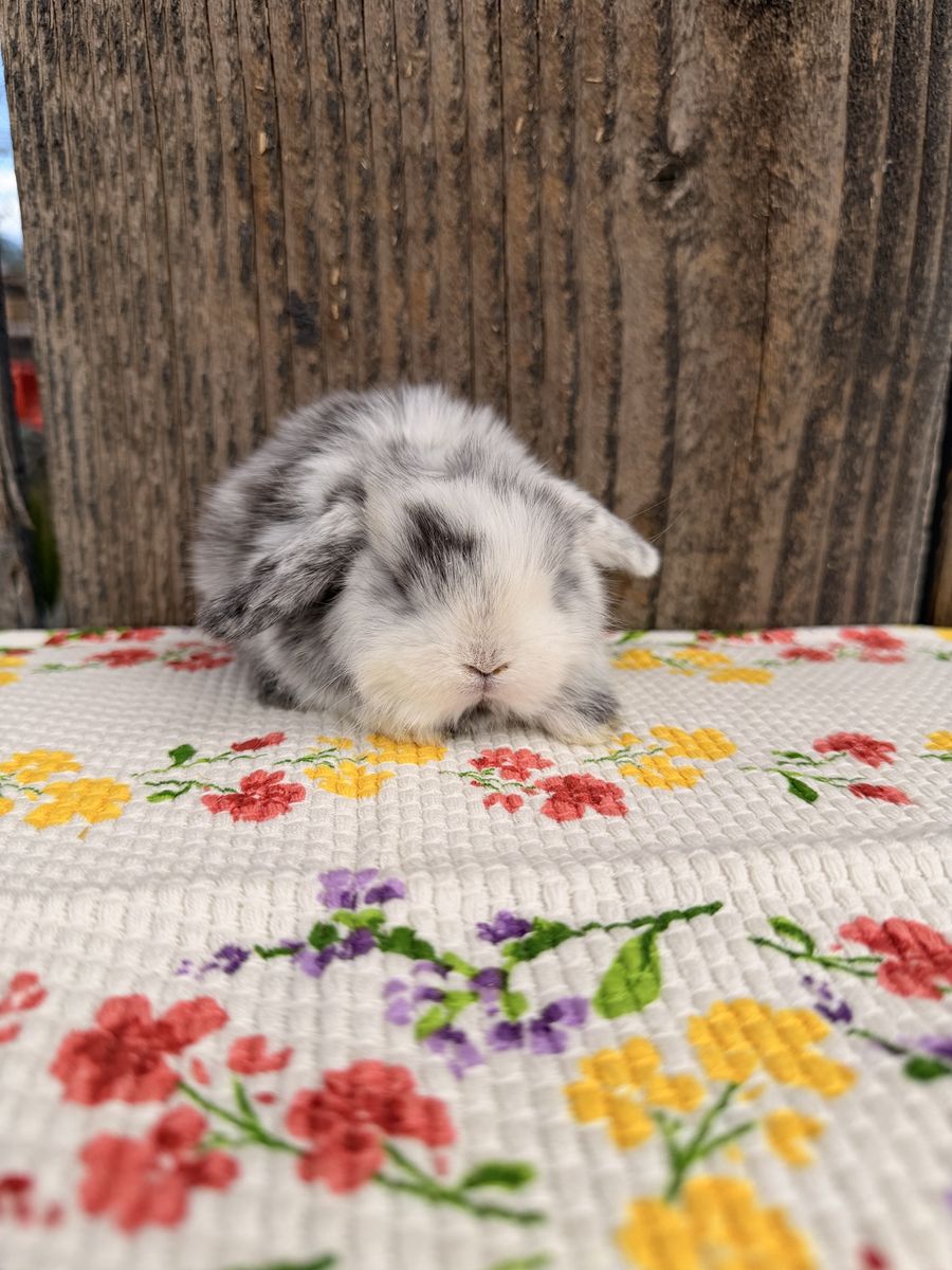 Cutest Baby Holland Lops!