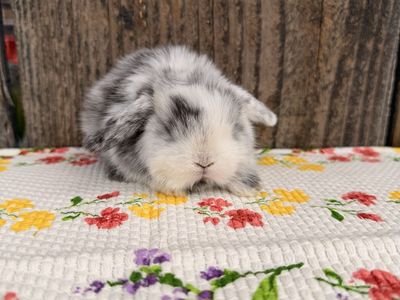 Cutest Baby Holland Lops!