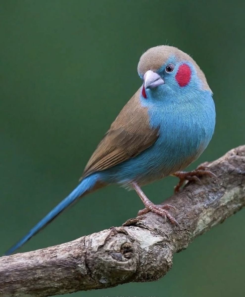 Male Red-Cheeked Cordon-Bleu Finch - Domestically Raised