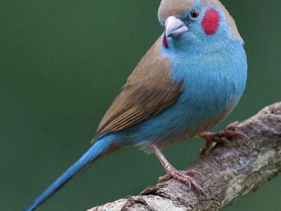 Male Red-Cheeked Cordon-Bleu Finch - Domestically Raised