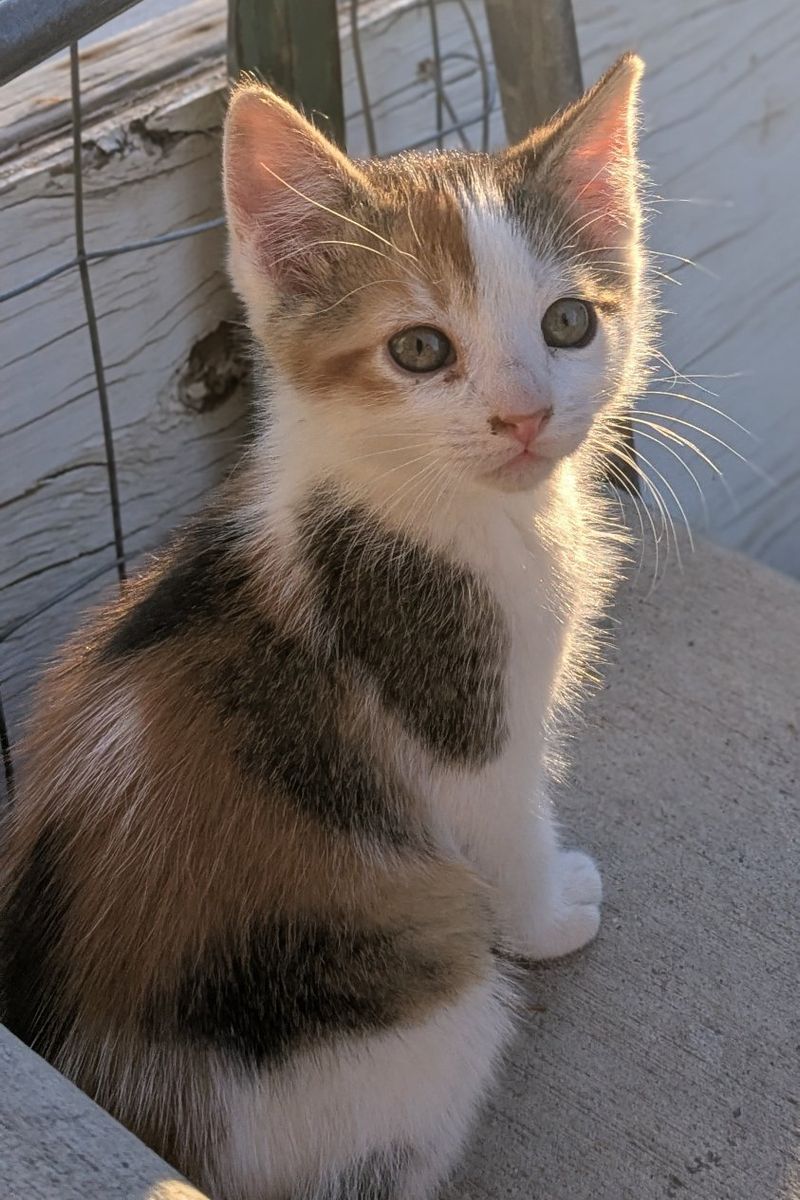 Farm kittens