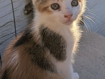 Farm kittens