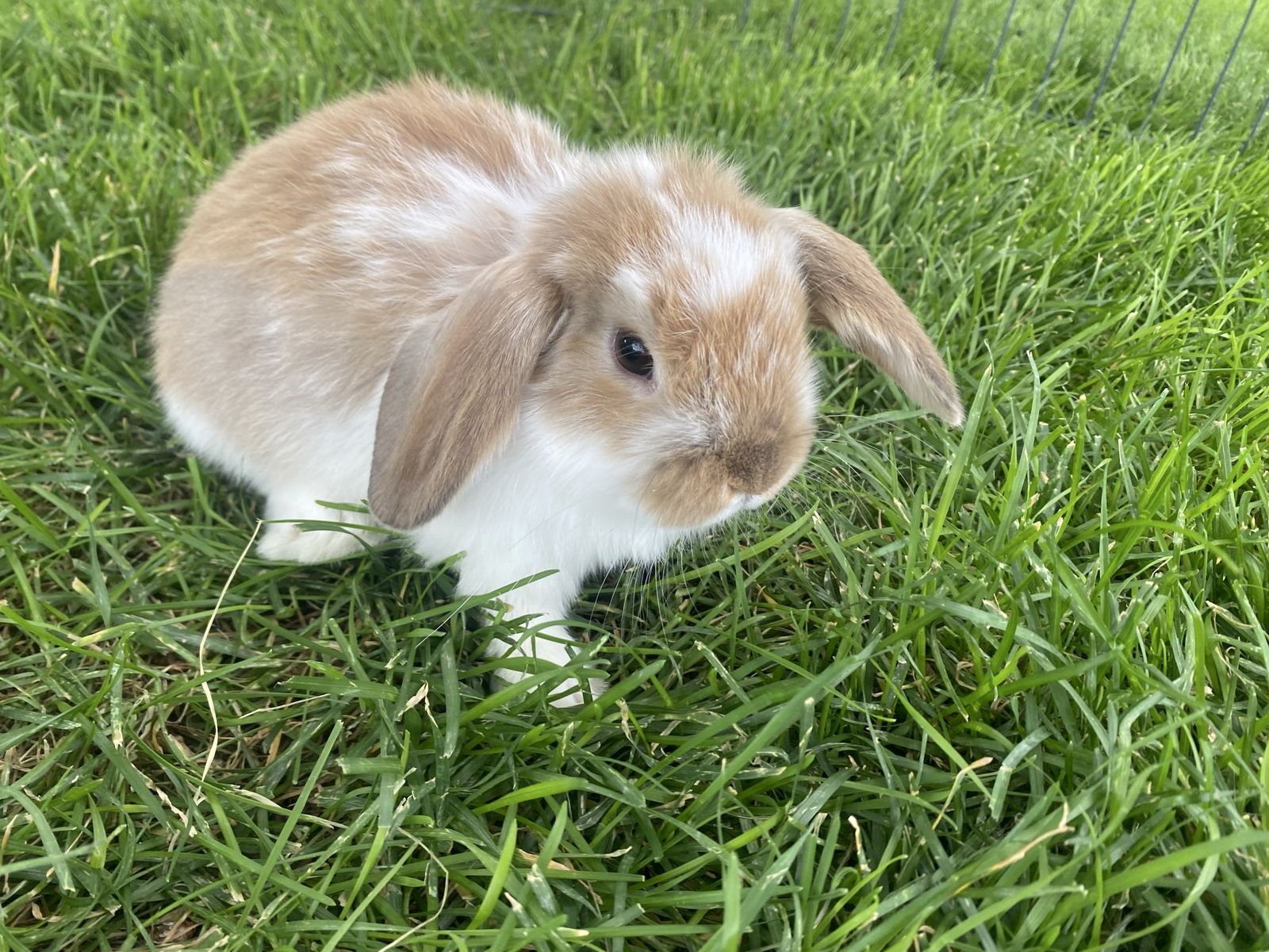 Purebred Holland Lop baby