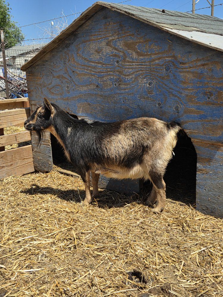 Nigerian female goat
