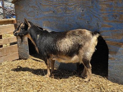 Nigerian female goat