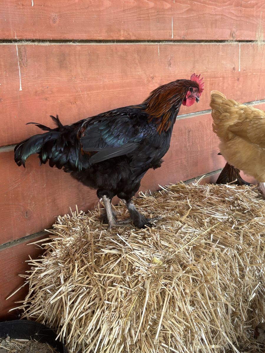 BCM rooster and Orpington Rooster