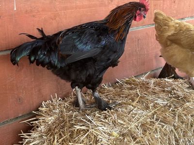 BCM rooster and Orpington Rooster