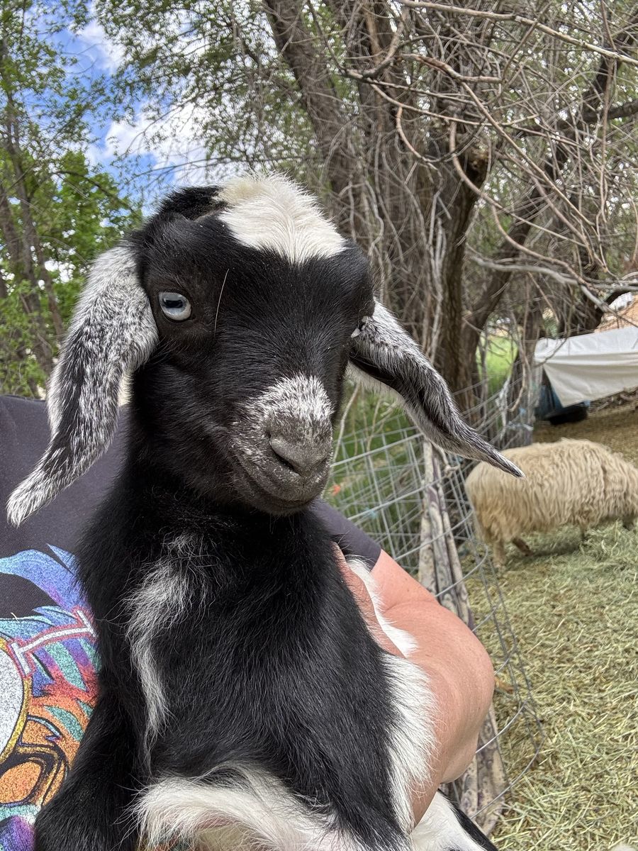 Pet mini Nubians