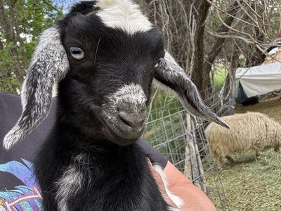 Pet mini Nubians