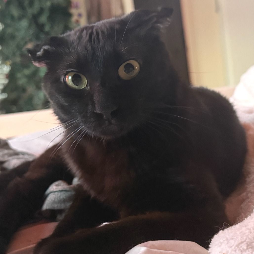 Hello my name is Moe
