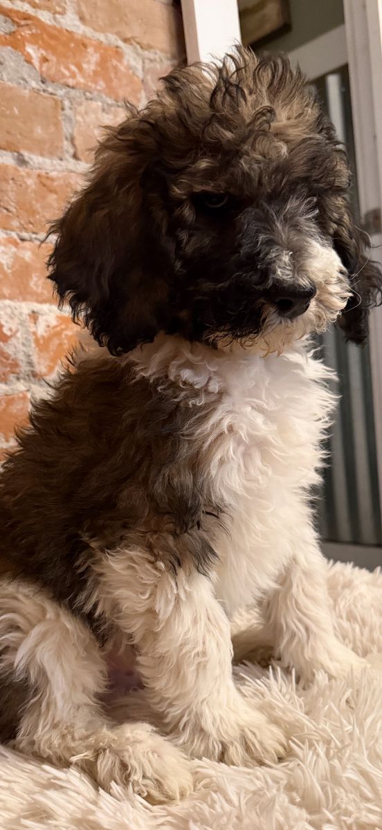 Bernadoodle puppy, available now