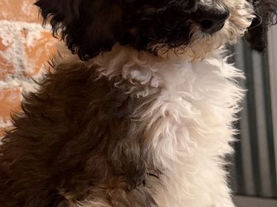 Bernadoodle puppy, available now