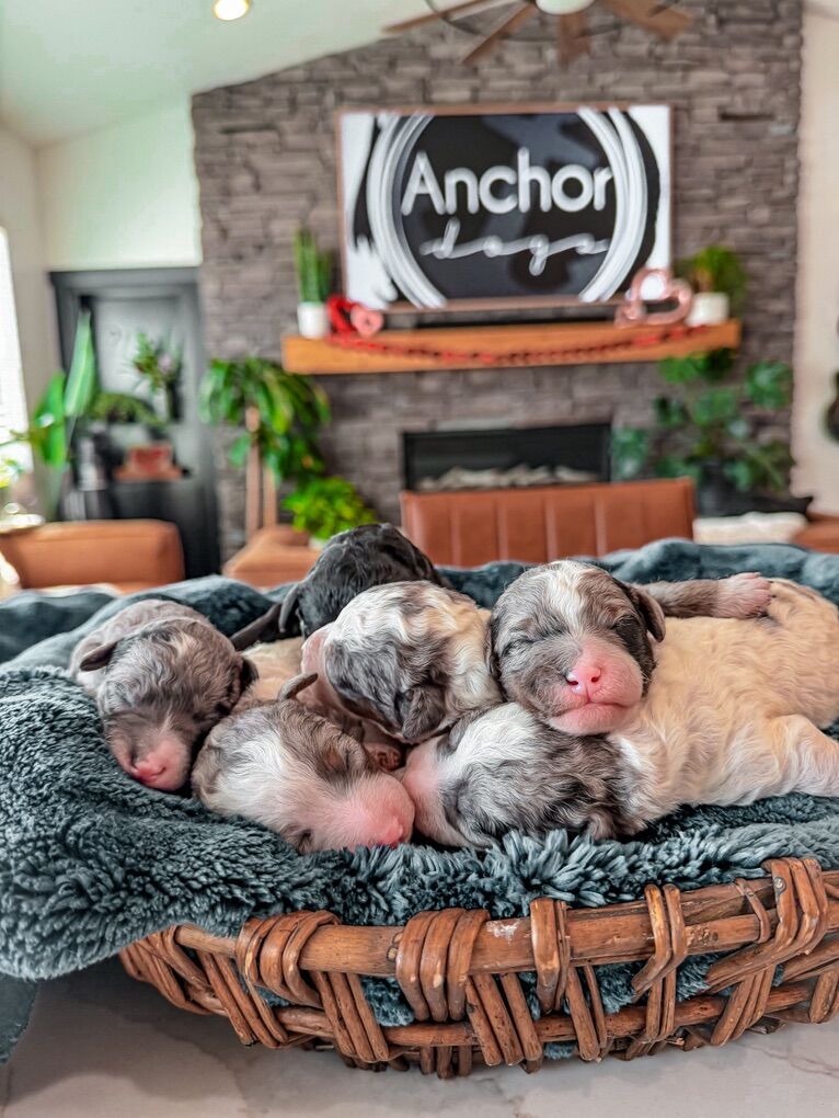 Teddy Bear 🧸 Micro Mini Bernedoodles 10-15lb