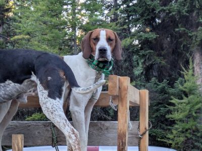 started hound (walker)