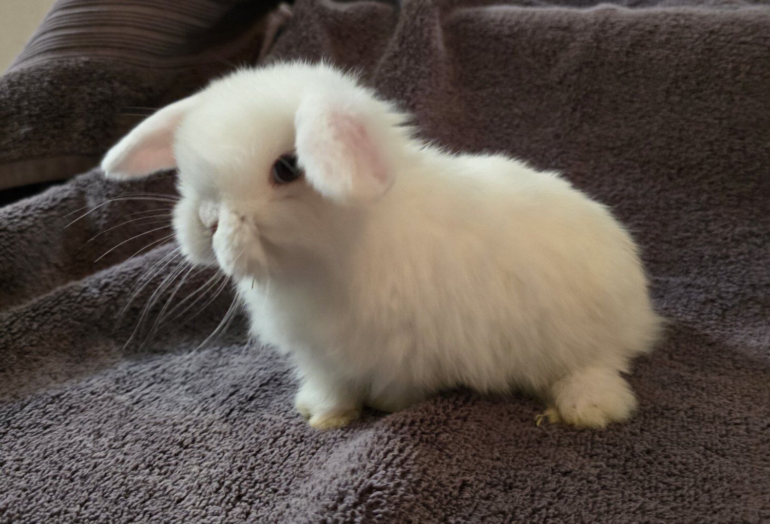 Holland Lop (buck)
