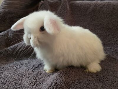 Holland Lop (buck)
