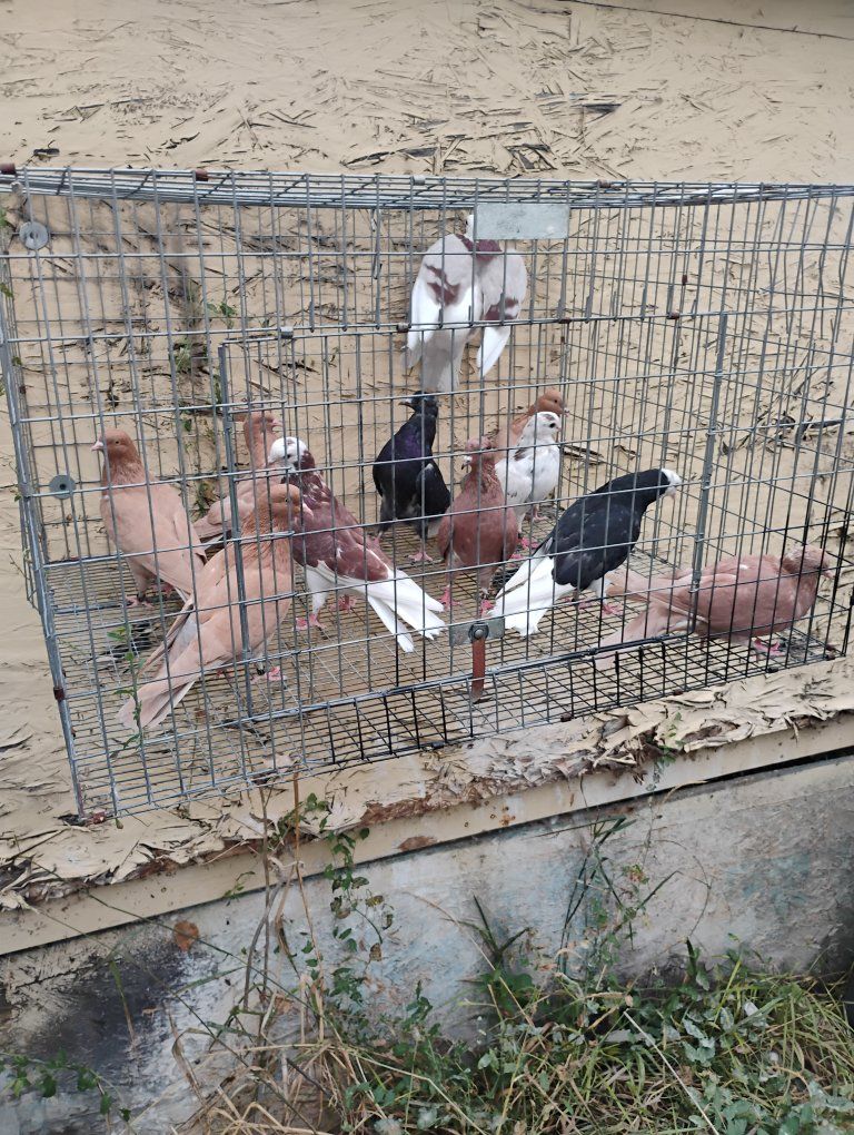 pigeons