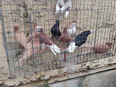 pigeons