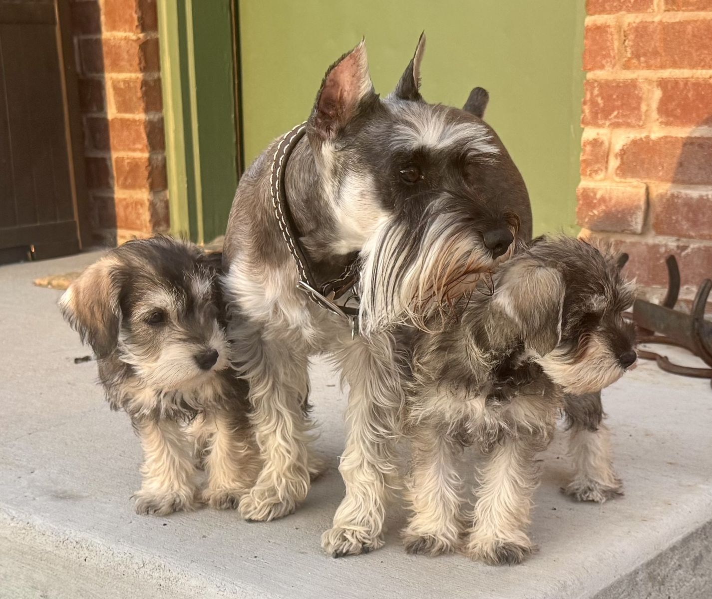 AKC Miniature Schnauzer
