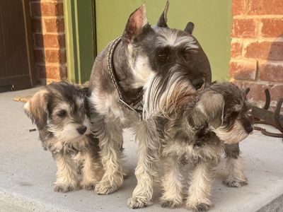 AKC Miniature Schnauzer