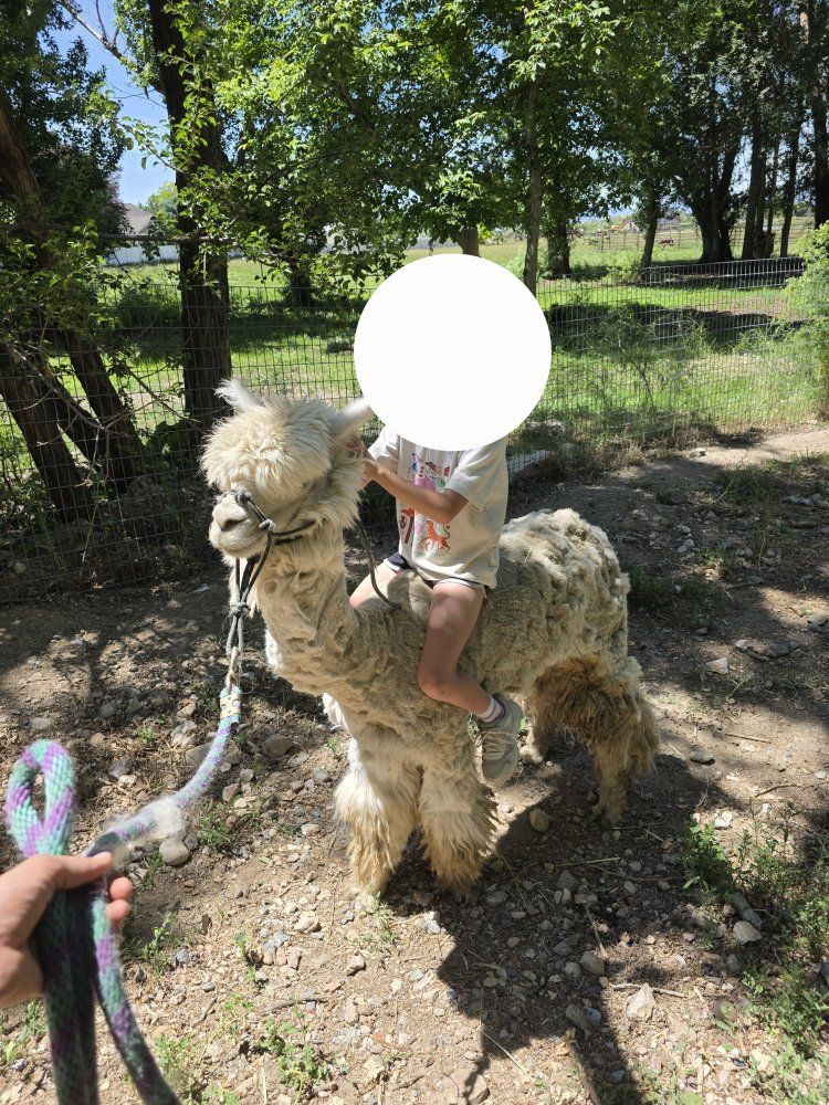 Male halter broke alpaca