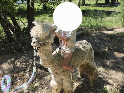 Male halter broke alpaca