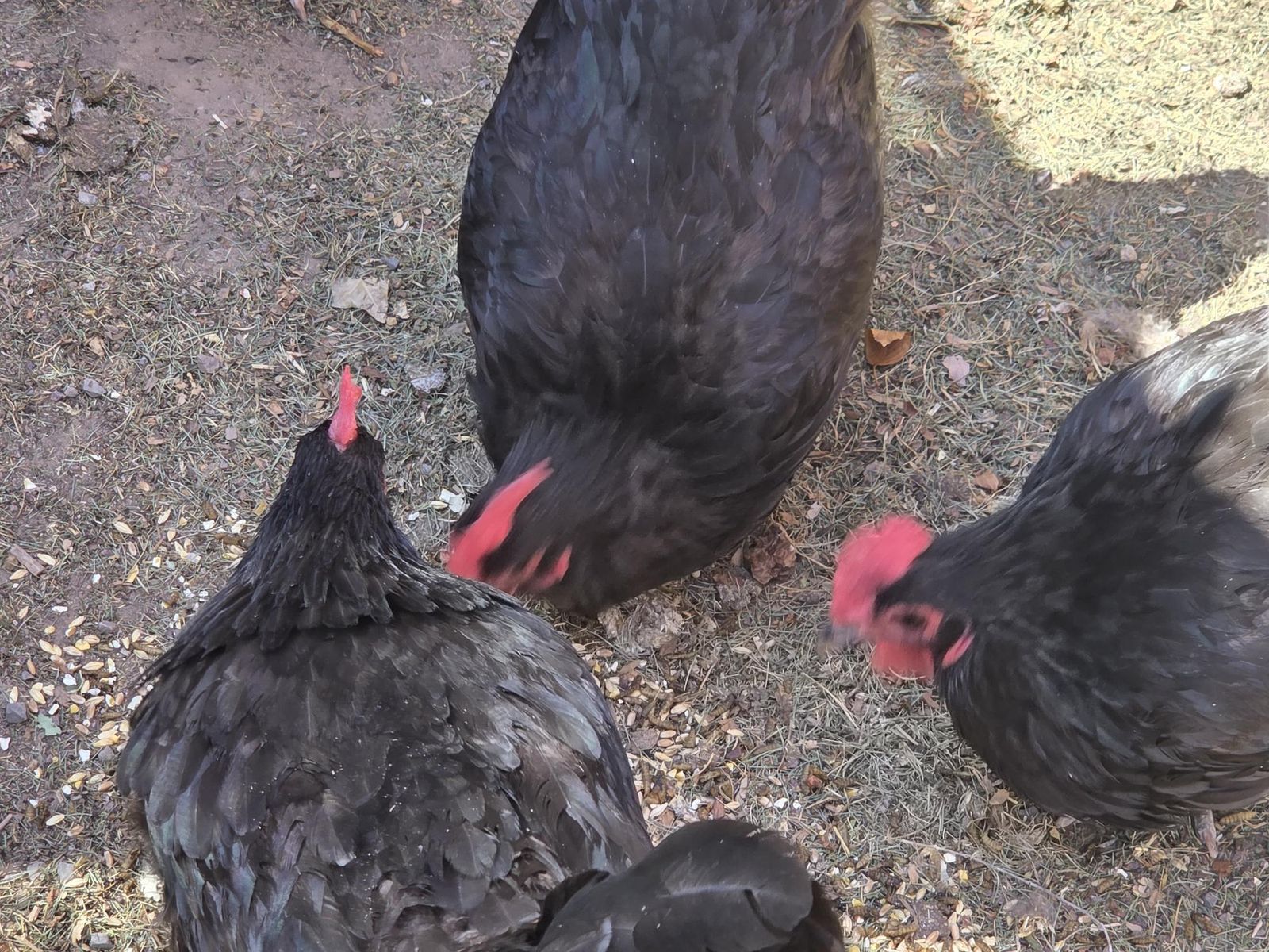 Two Black Australorp Chickens For Sale