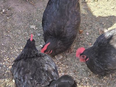 Two Black Australorp Chickens For Sale