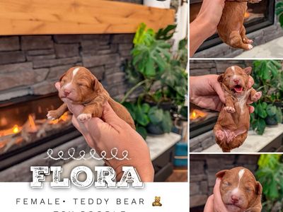 Teddy Bear 🧸 toy Poodles 5-8Lbs