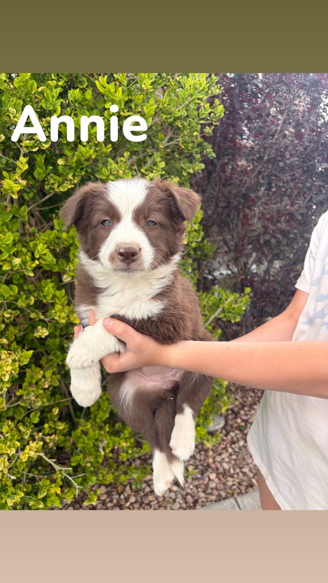Purebred Border Collies