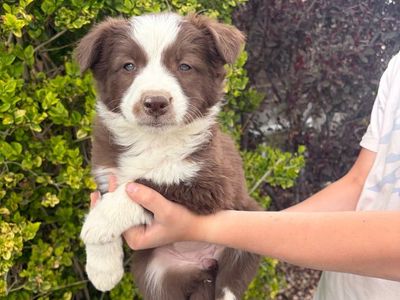 Purebred Border Collies