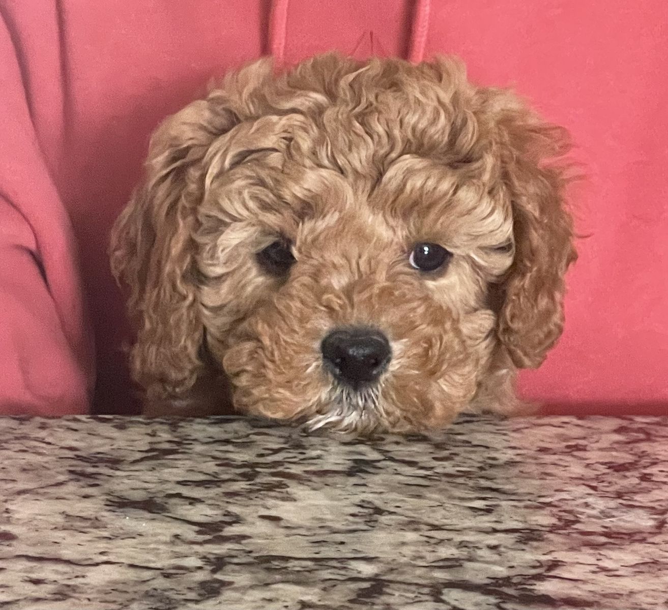 Male Cavapoo